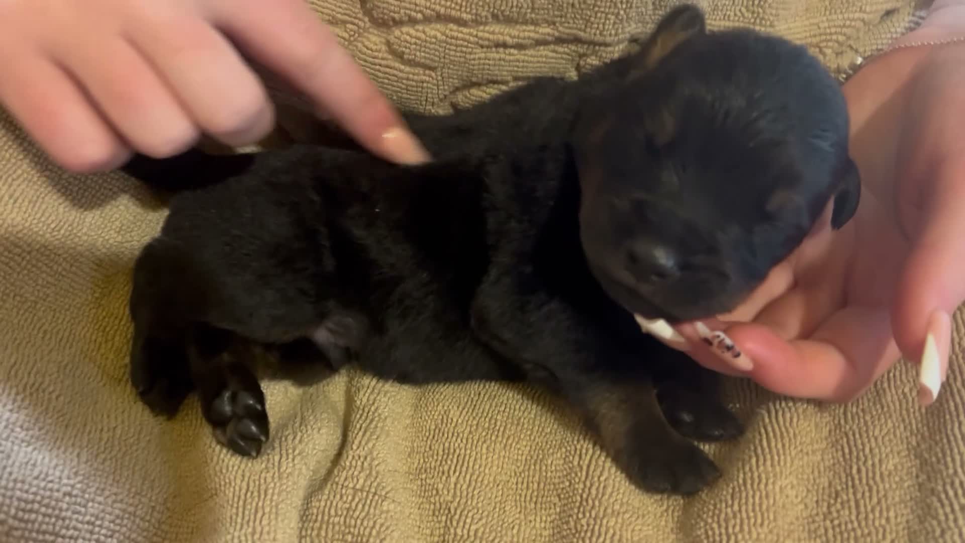 Rottweiler dogs for sale: Rottweilers kc reg fully hereditary tested - Video 4