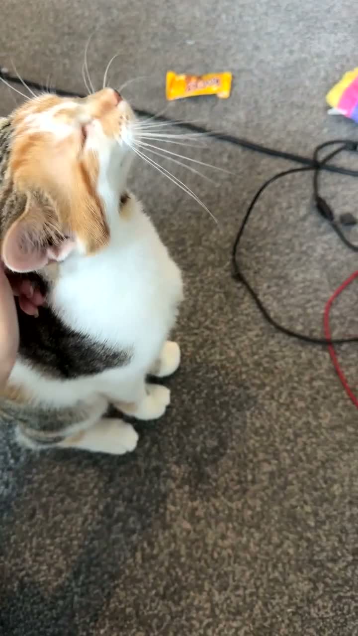 Mixed Breed cats for sale: CALICO KITTENS in Chesterfield - Video 1