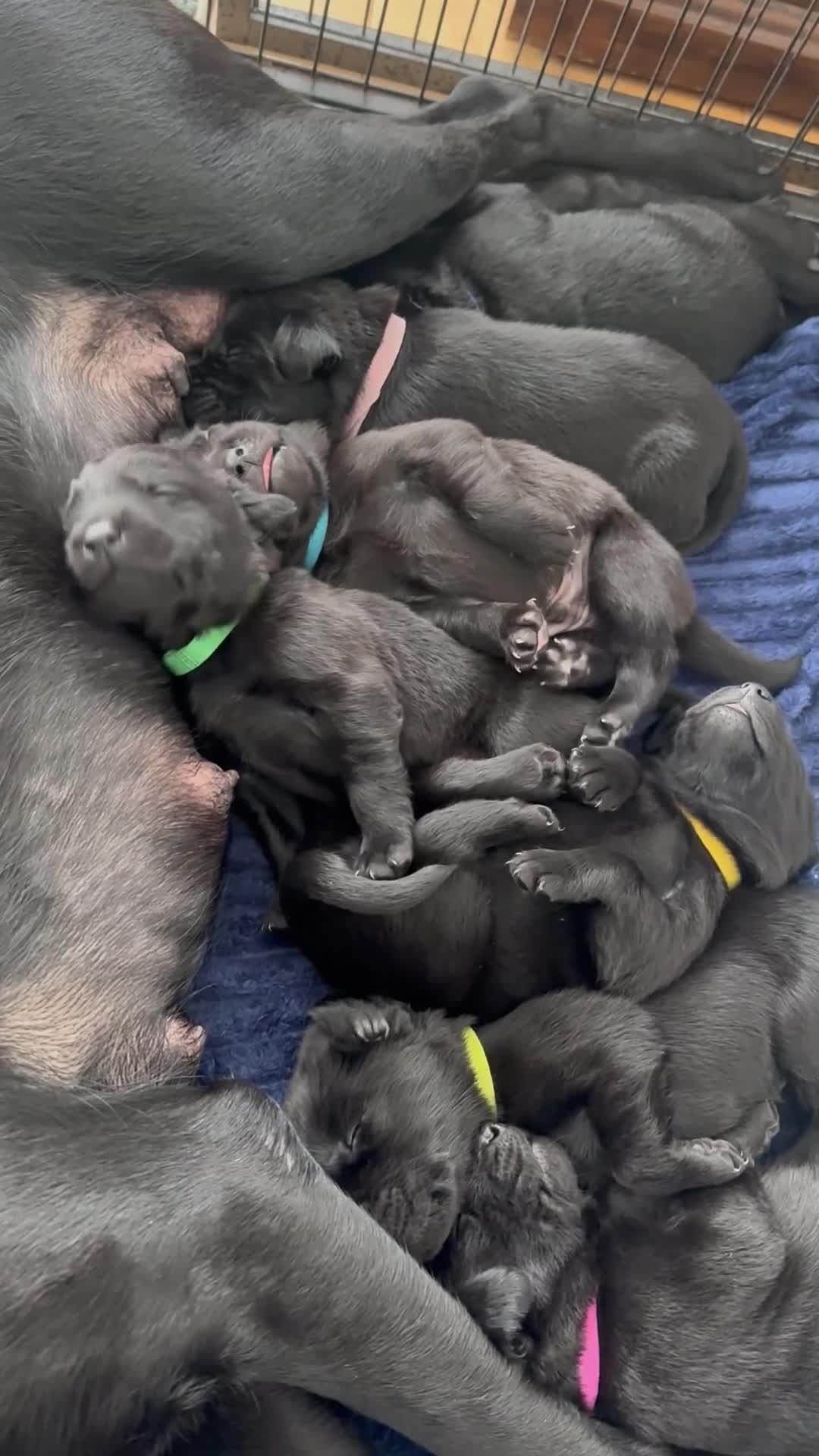 Labrador Retriever dogs for sale: Beautiful kc reg black labradors - Video 2