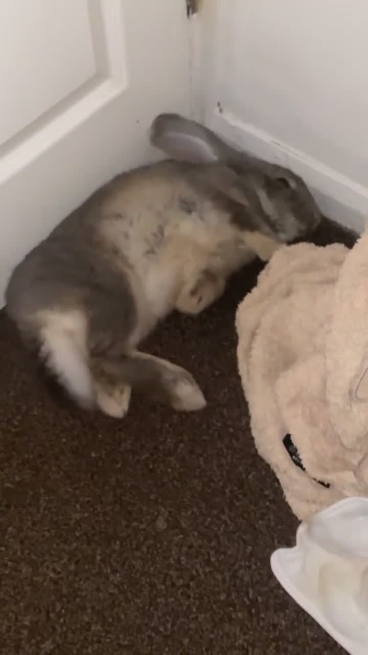Mixed Breed rabbits for sale: Bluey 🐰 in Washington - Video 3