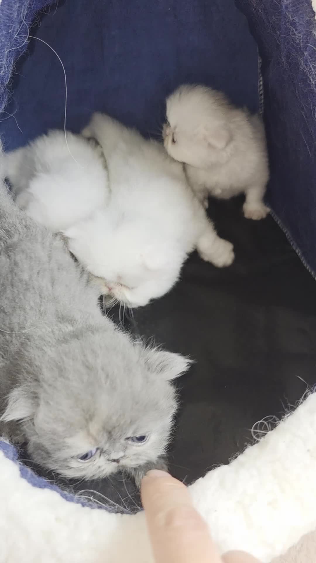 Persian cats for sale: PERSIAN  **  KITTENS LOOKING FOR NEW HOMES  - Video 2