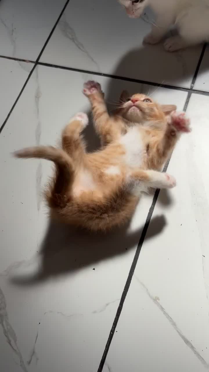 Mixed Breed cats for sale: Ginger kitten - Video 1