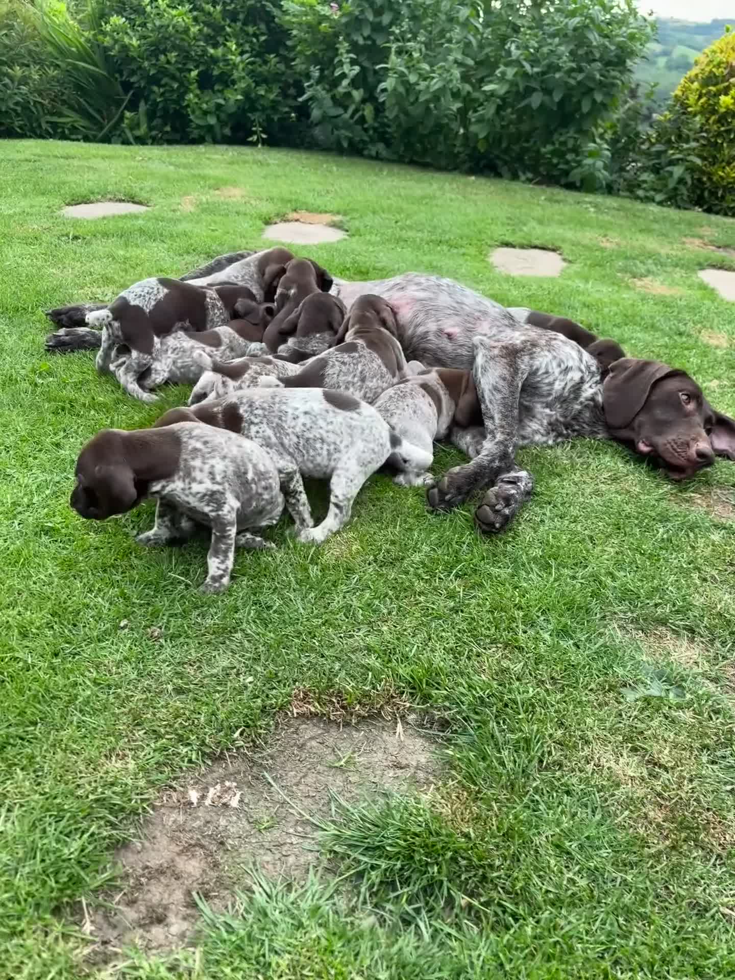 German Shorthaired Pointer dogs for sale: Dorothea and Marjorie - Video 2