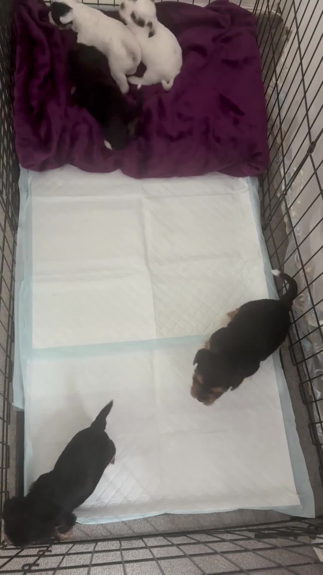 Yorkshire Terrier dogs for sale: Yorkshire Terrier  - Video 1