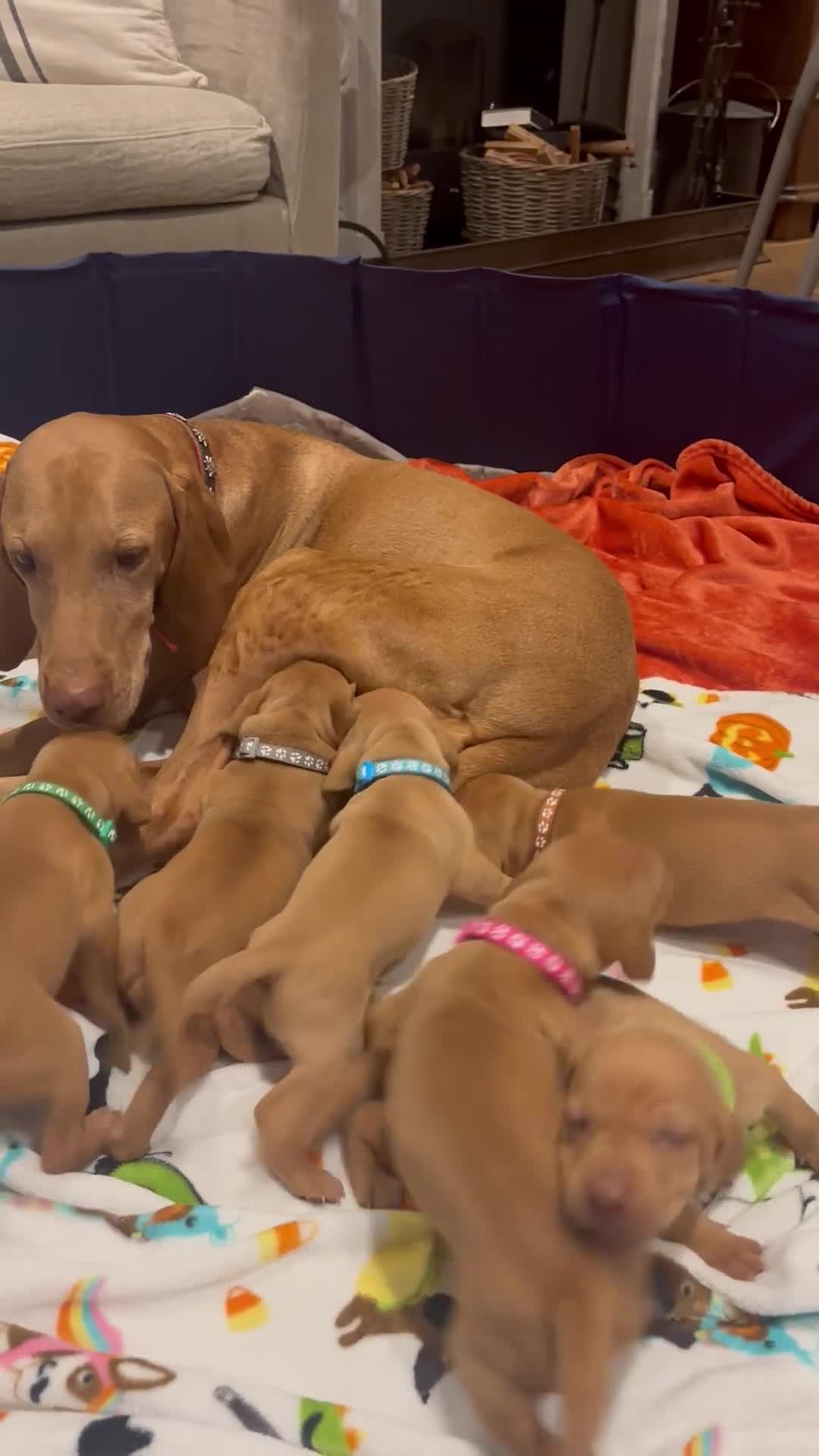 Hungarian Vizsla dogs for sale: Beautiful Vizsla puppies (DOB18/4) 3 girls, 3 boys in Twickenham - Video 2