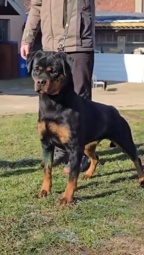 Rottweiler dogs for sale: Rottweiler  - Video 5