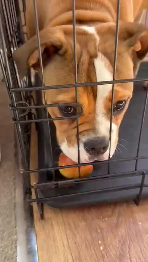 Old Tyme Bulldog dogs for sale: Red/ white old tyme english bulldog - Video 1