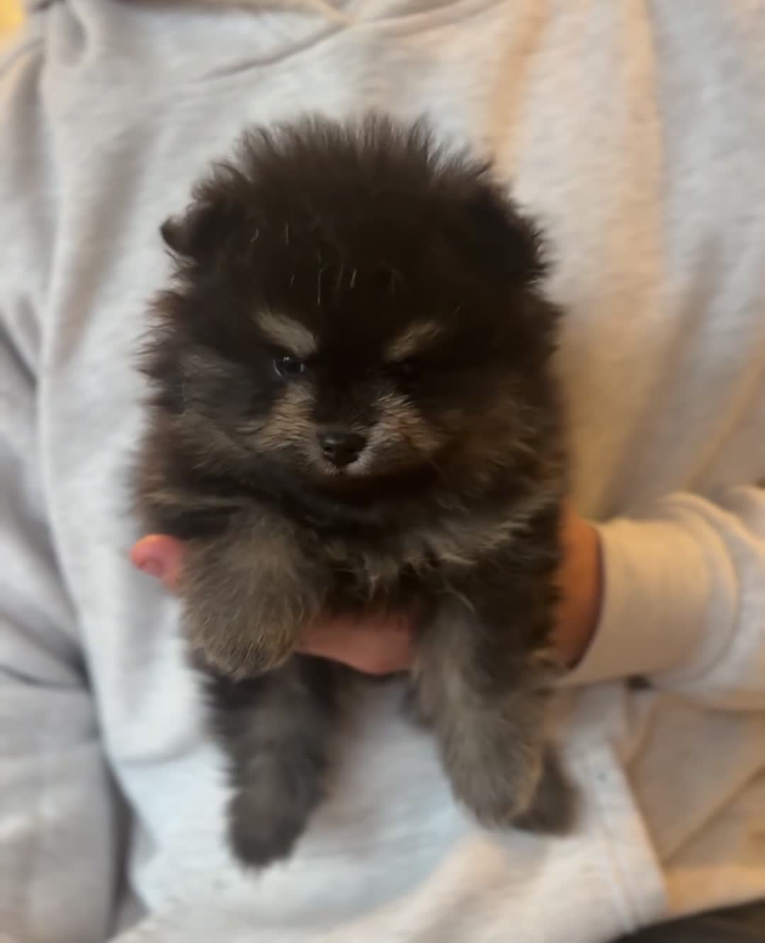 Pomeranian dogs for sale: LAST FEMALE Pomeranian Puppies  - Video 1