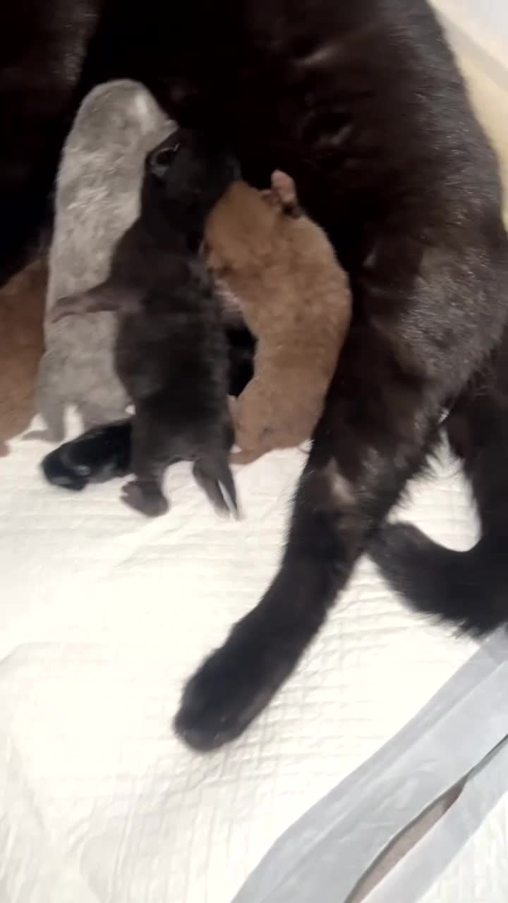 British Shorthair cats for sale: British short hair kittens - Video 2