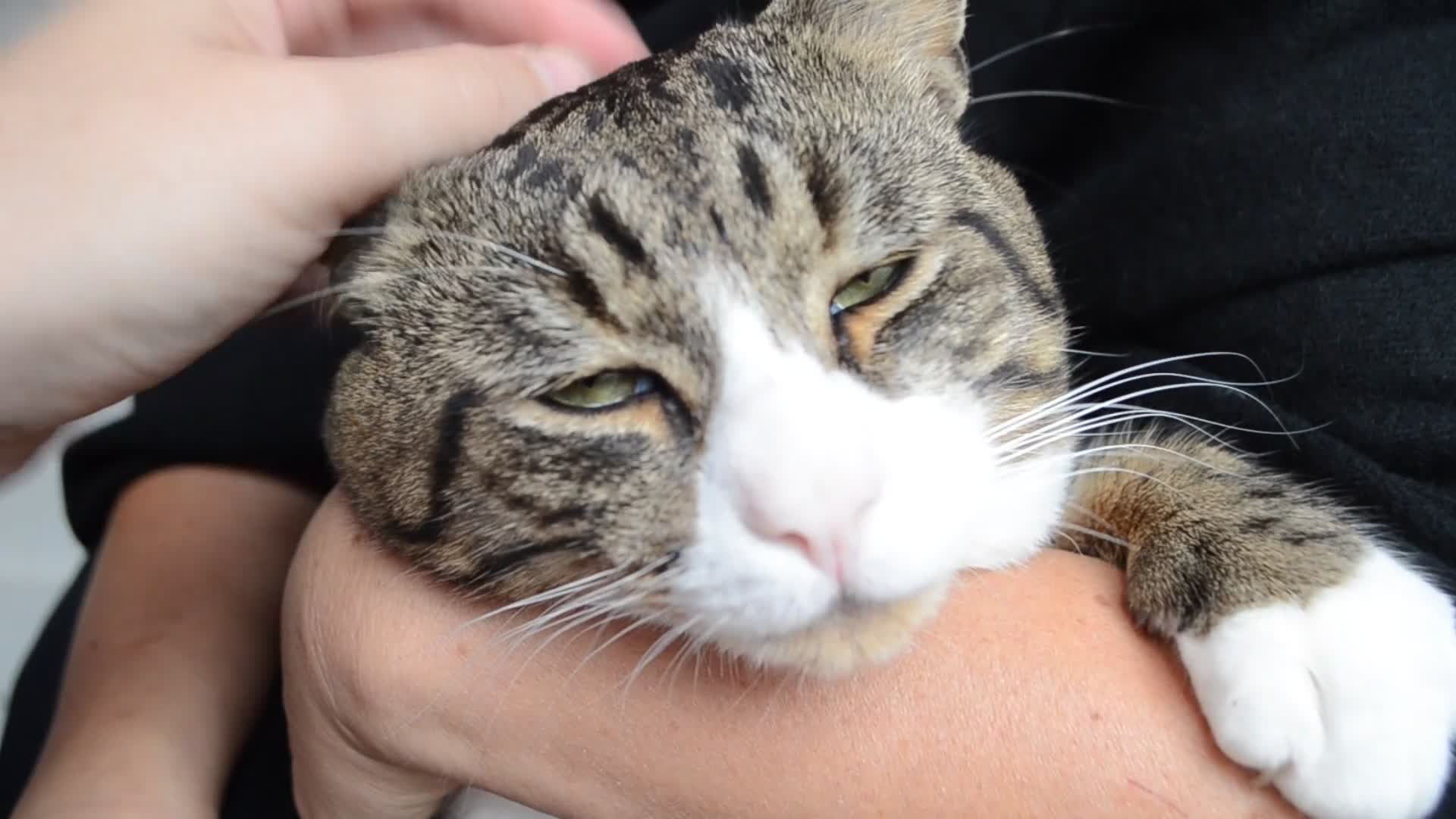 Mixed Breed cats for sale: a male cat  - Video 1