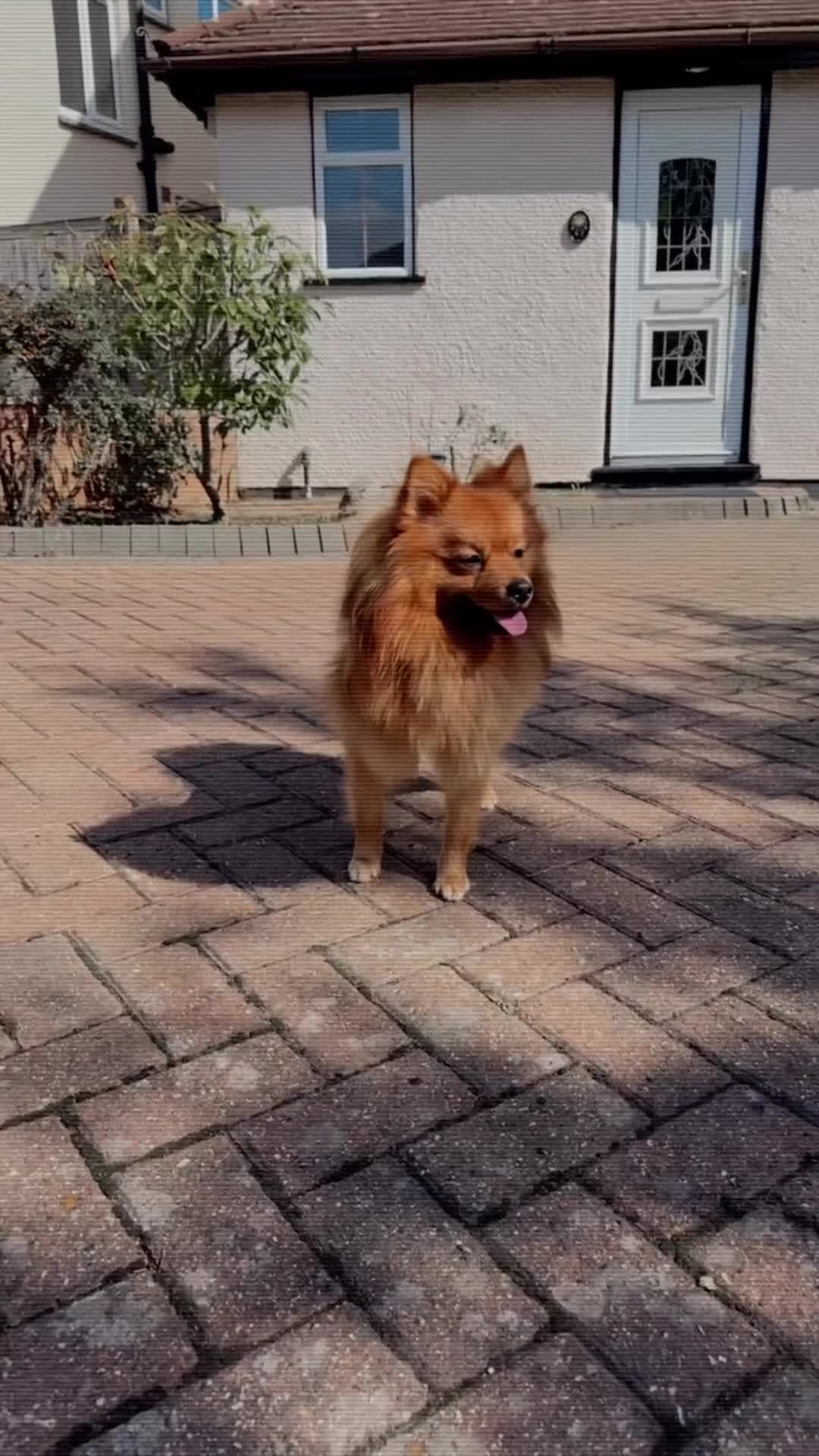 German Spitz dogs for sale: Spike in Waltham Cross - Video 3