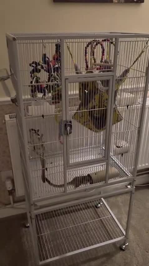 Sugar Glider rodents for sale: 2 Female Sugar Gliders Beryl & Petal in Maldon - Video 1