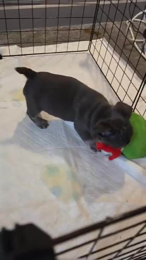 French Bulldog dogs for sale: 3x beautiful girl french bulldog puppies  - Video 3