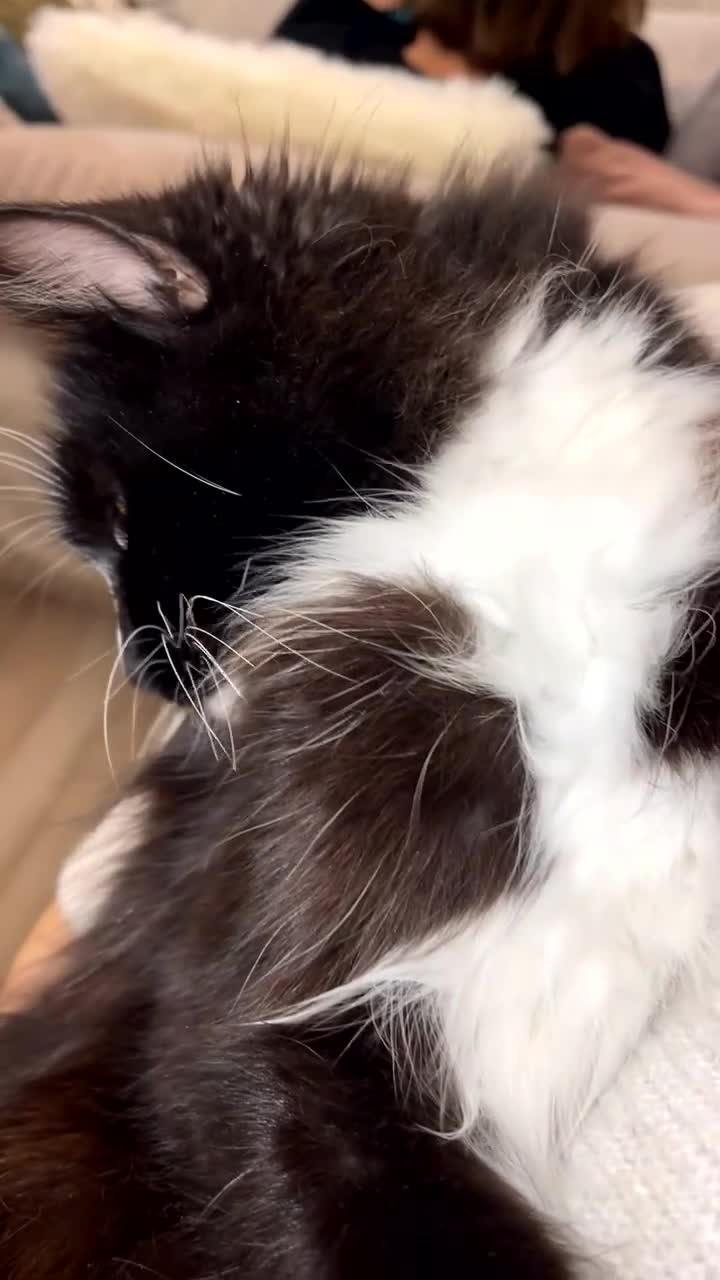 Maine Coon cats for sale: Maine Coon/Ragdoll Female - Video 1