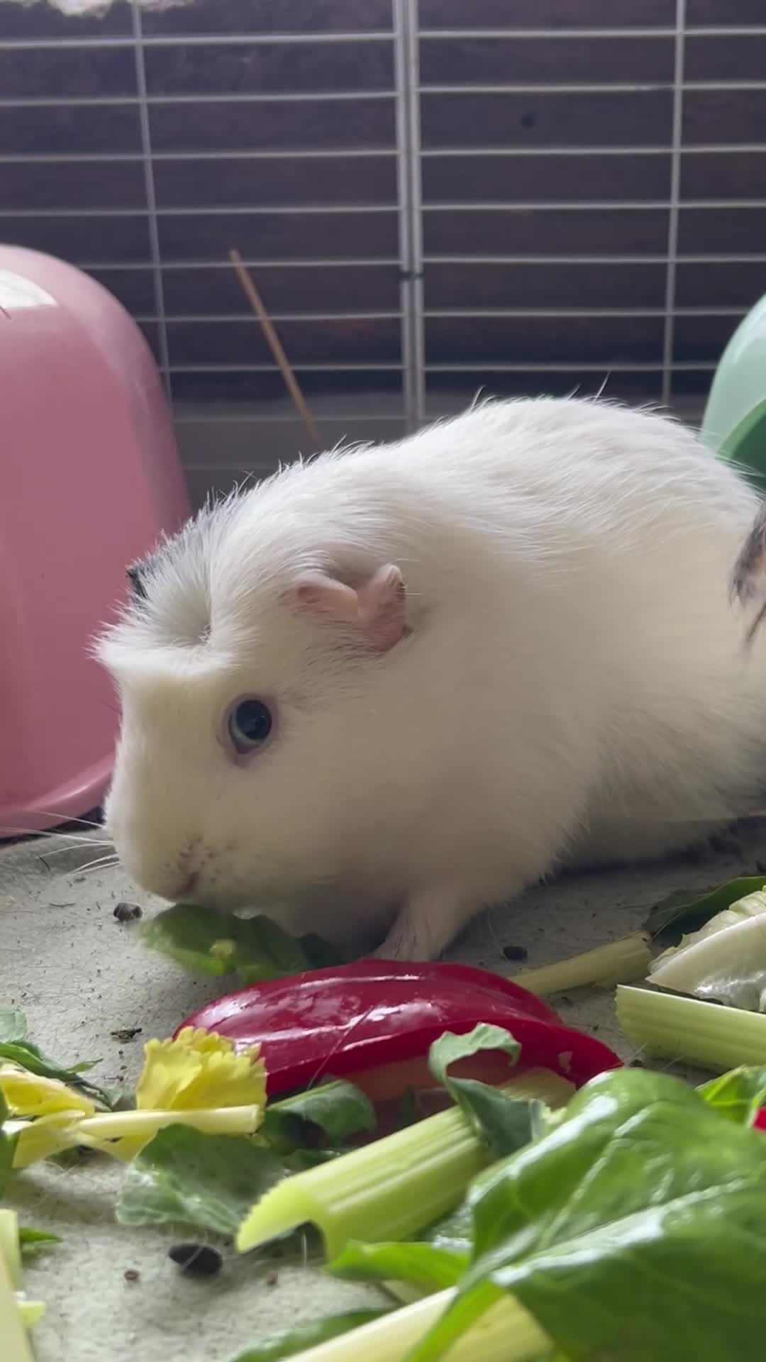 Guinea Pig rodents for sale: 8 Beautiful Girls. in Woodbridge - Video 3
