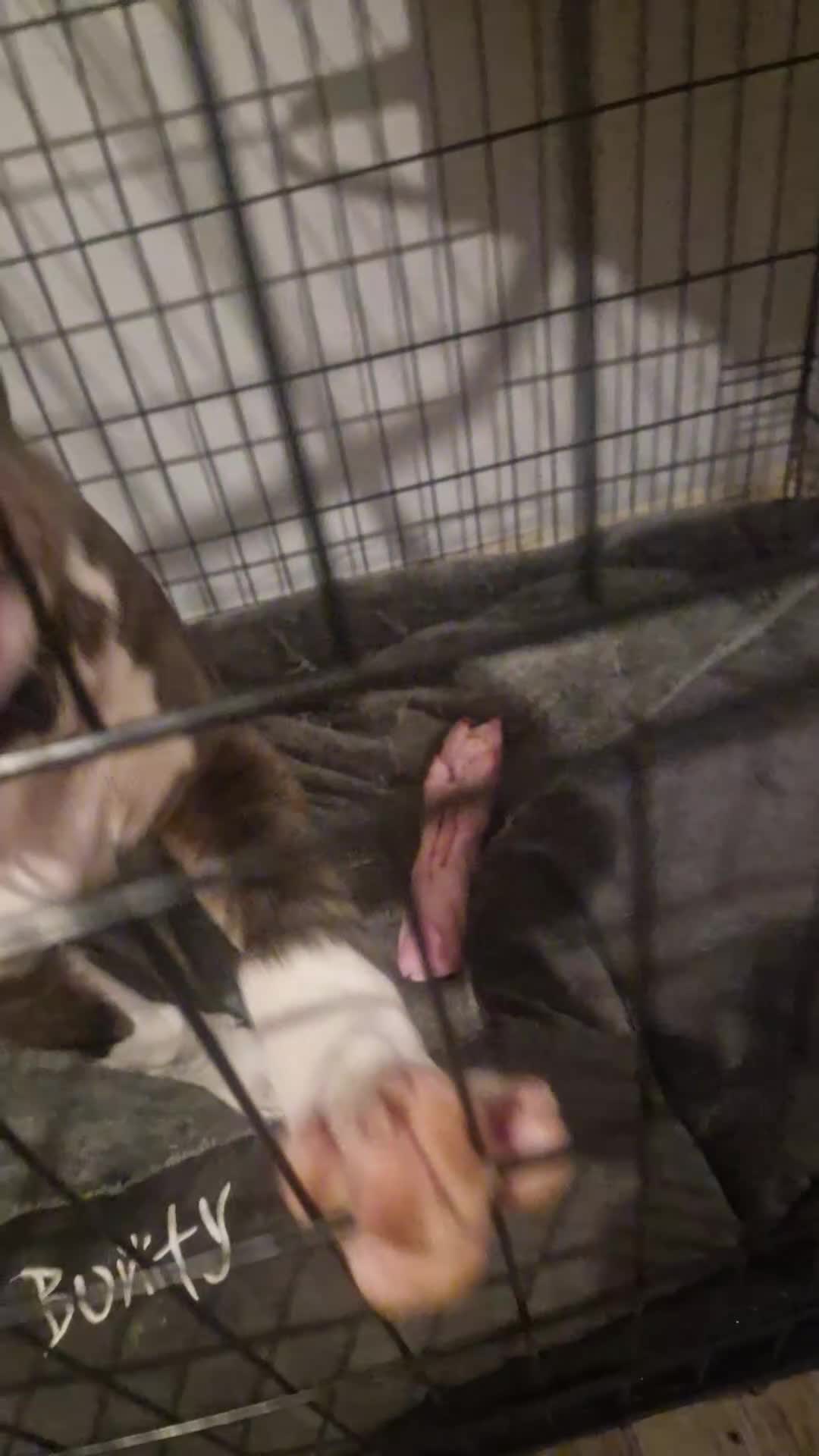 Mixed Breed dogs for sale: Blue & beau - Video 2