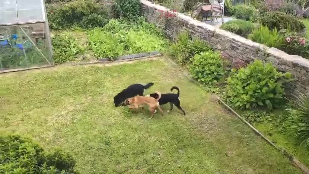 Mixed Breed dogs for adoption: 🏡 Carla ❤️ Ready for Forever - Video 2