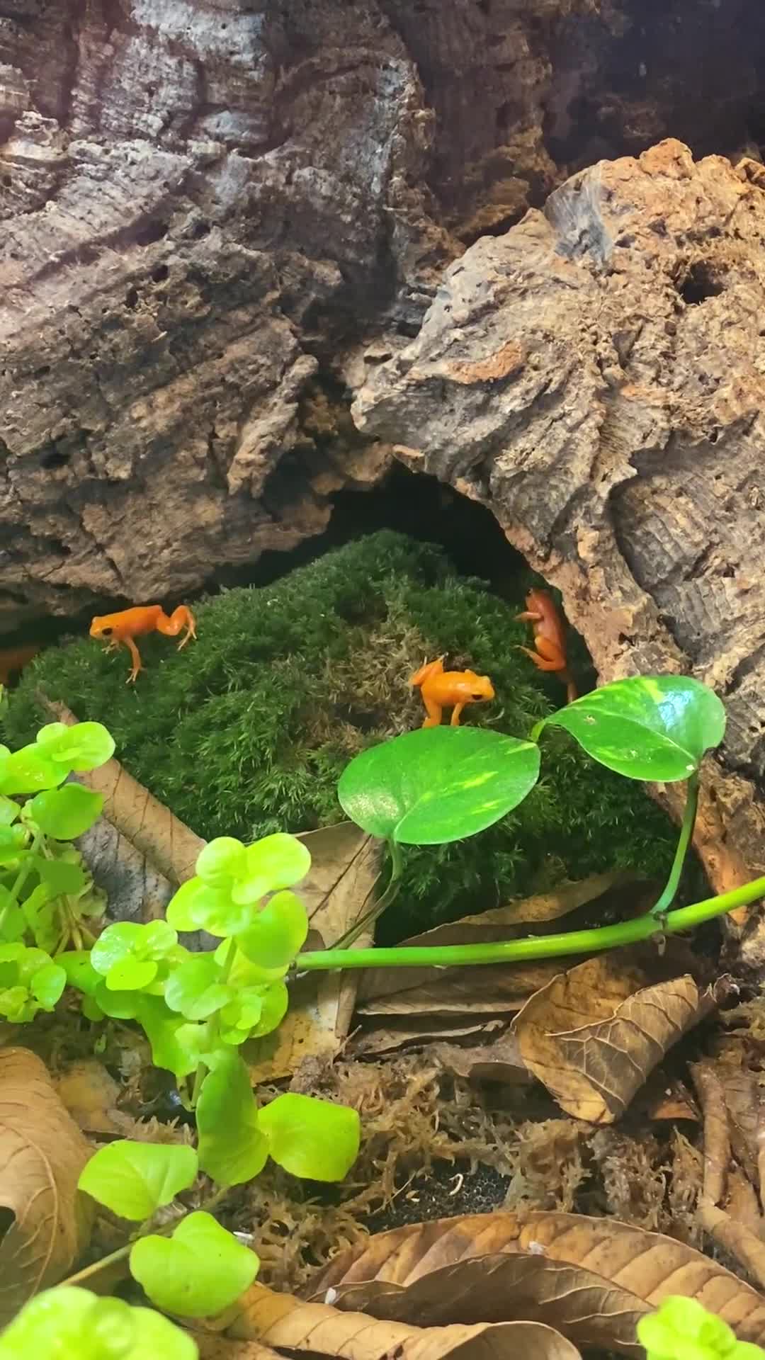 Frog reptiles for sale: Golden Mantellas - Video 1