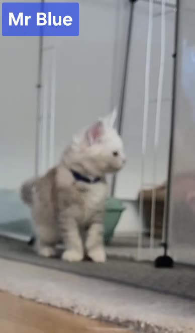 Maine Coon cats for sale: GCCF Pedigree Maine Coon Shaded Kittens - Video 4