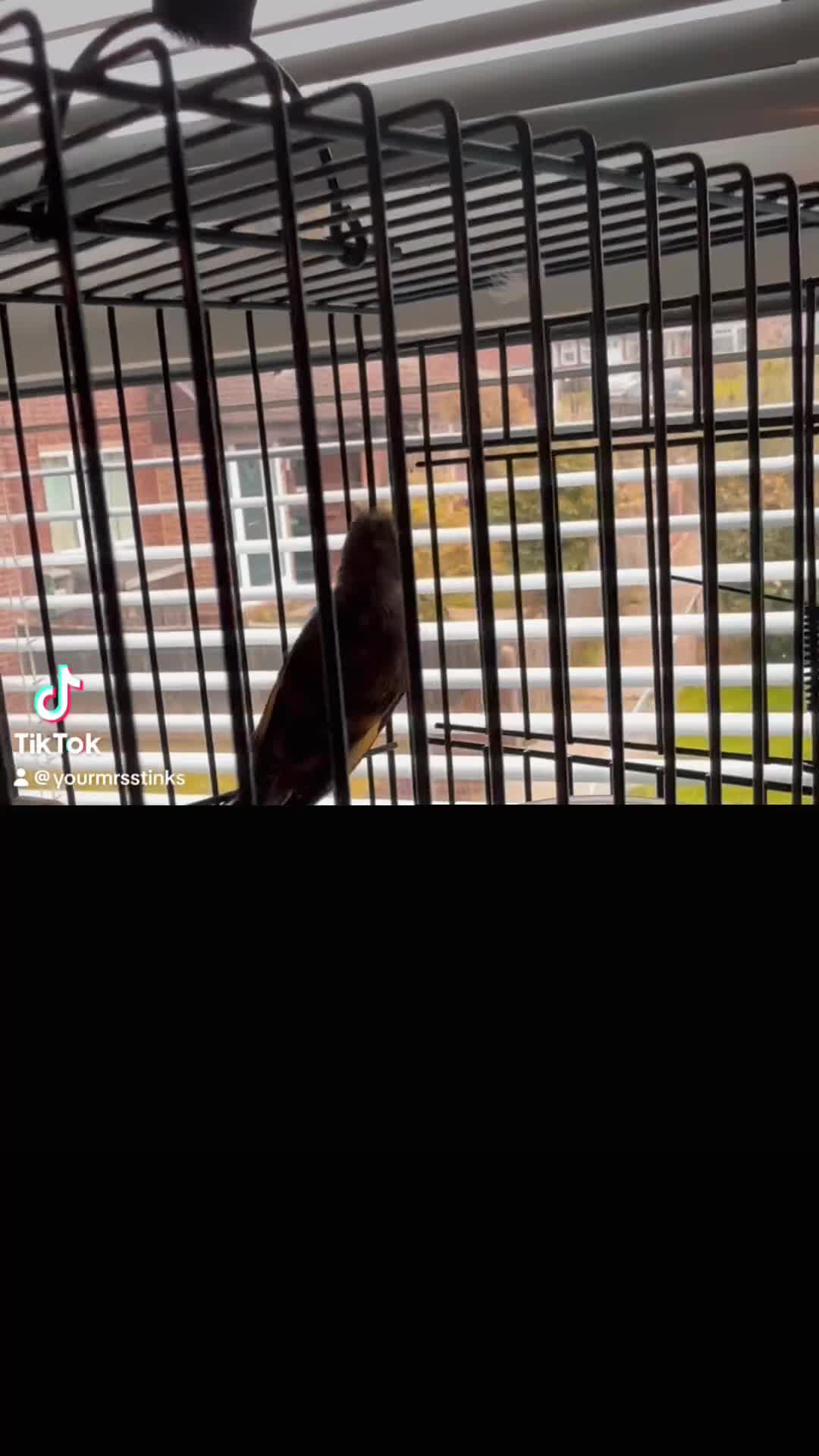 Mixed Breed birds for sale: Goldfinch mule (cock) - Video 1