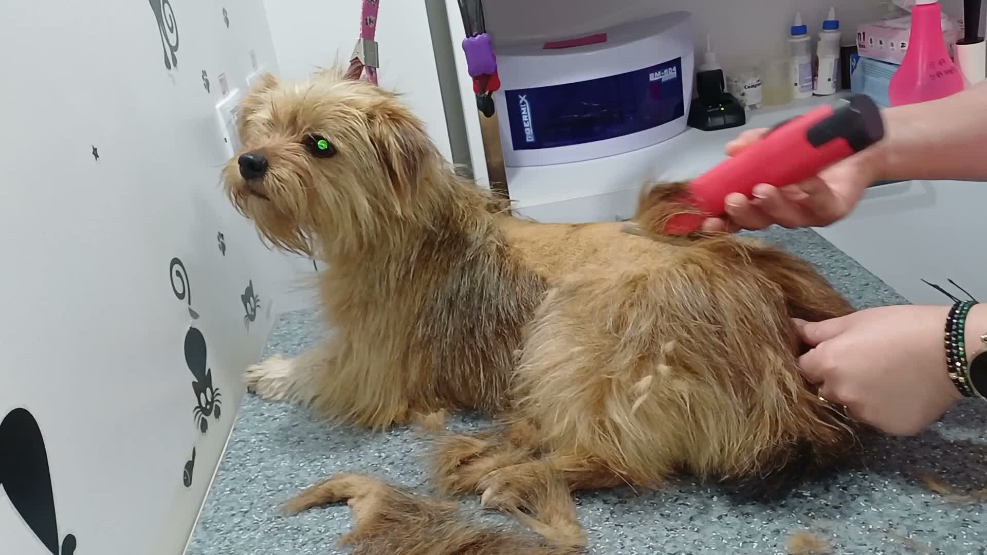 Mixed Breed dogs for adoption: 🐾💛 ARISA – The Little Dog Nobody Stopped For💛🐾 - Video 3