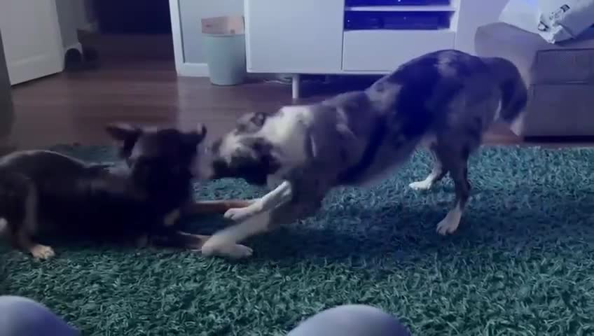 Border Collie dogs for sale: Beautiful border collie pups - Video 1