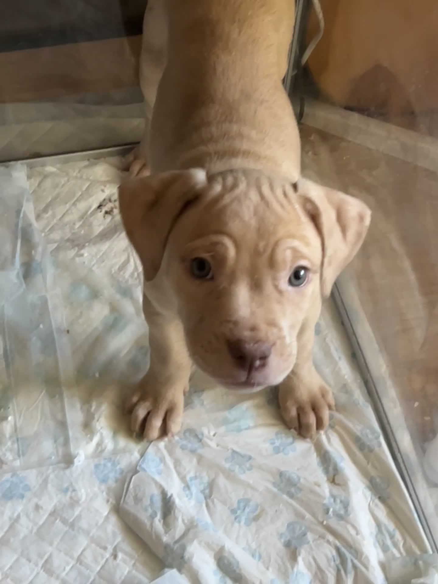 Mastiff dogs for sale: Mastiff X Pups - Video 1