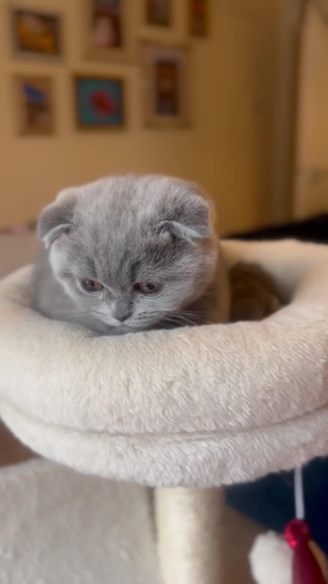 Scottish Fold cats for sale: Beautiful blue Scottish fold - Video 1