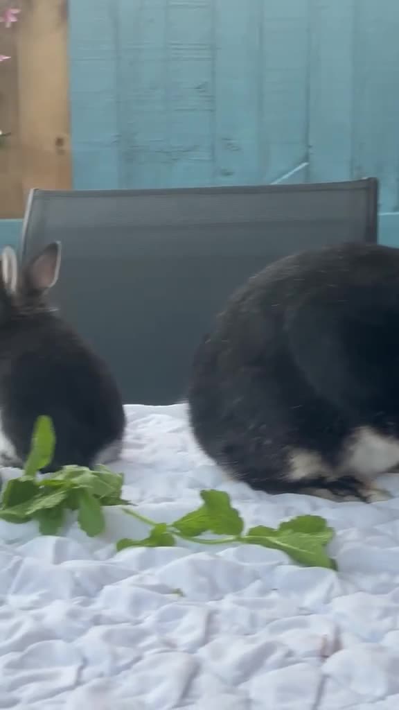 Netherland Dwarf rabbits for sale: Baby rabbits  - Video 3