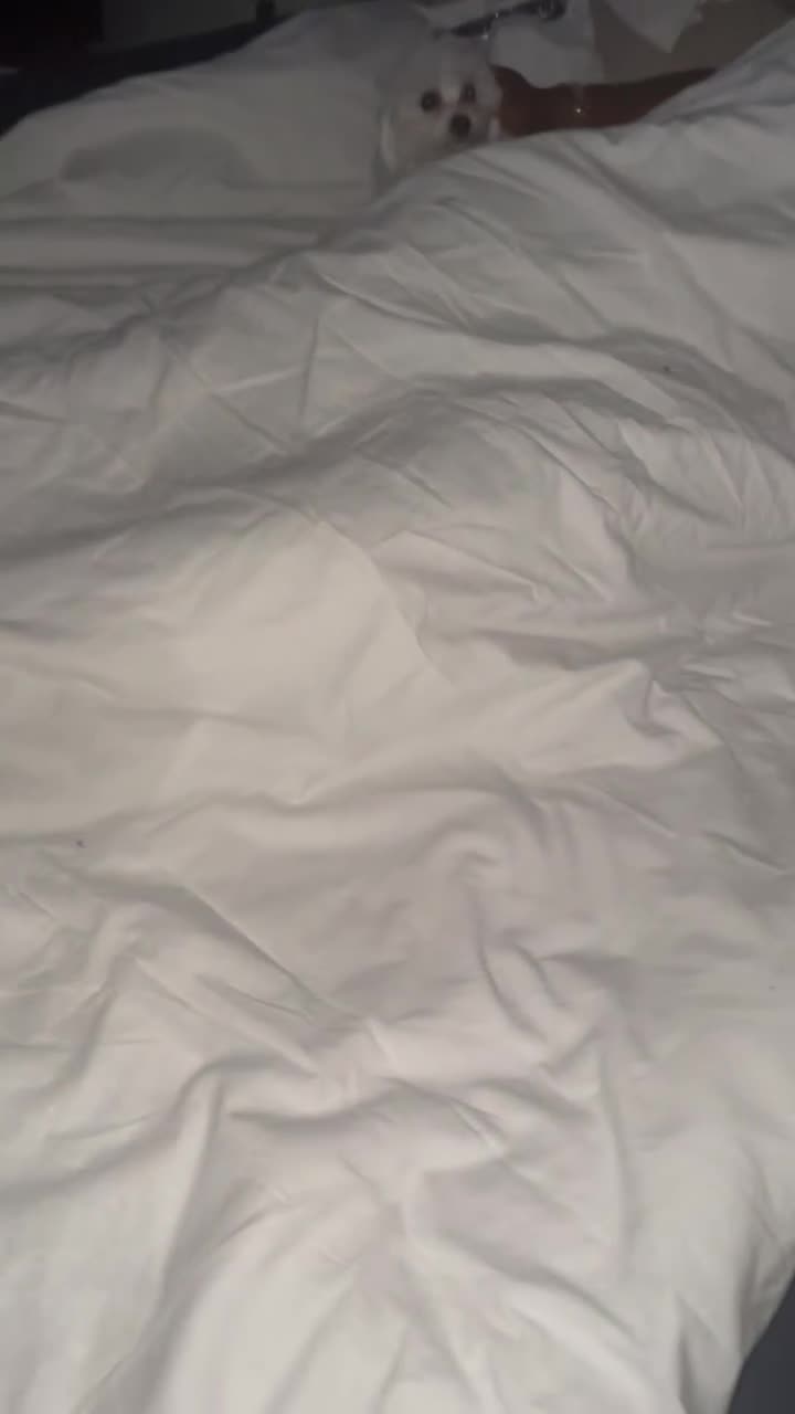 Maltese dogs for sale: Male Maltese - Video 2