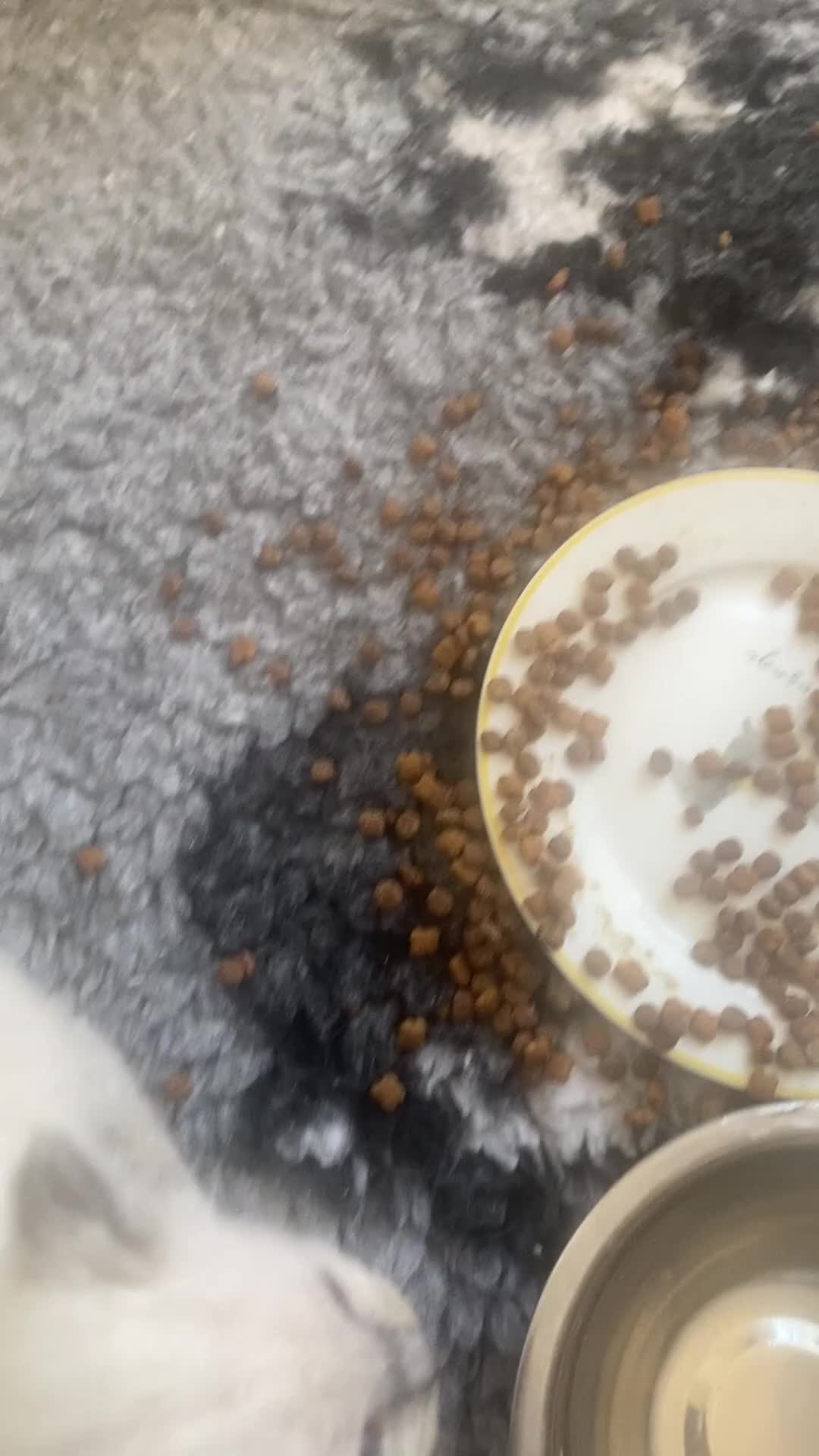 Ragdoll cats for sale: Ragdoll Kittens - Video 2