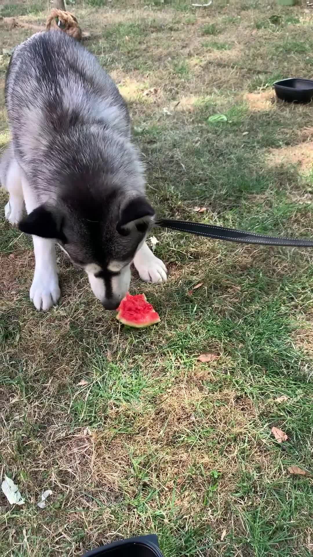 Siberian Husky dogs for sale: Siberian husky female very friendly - Video 1
