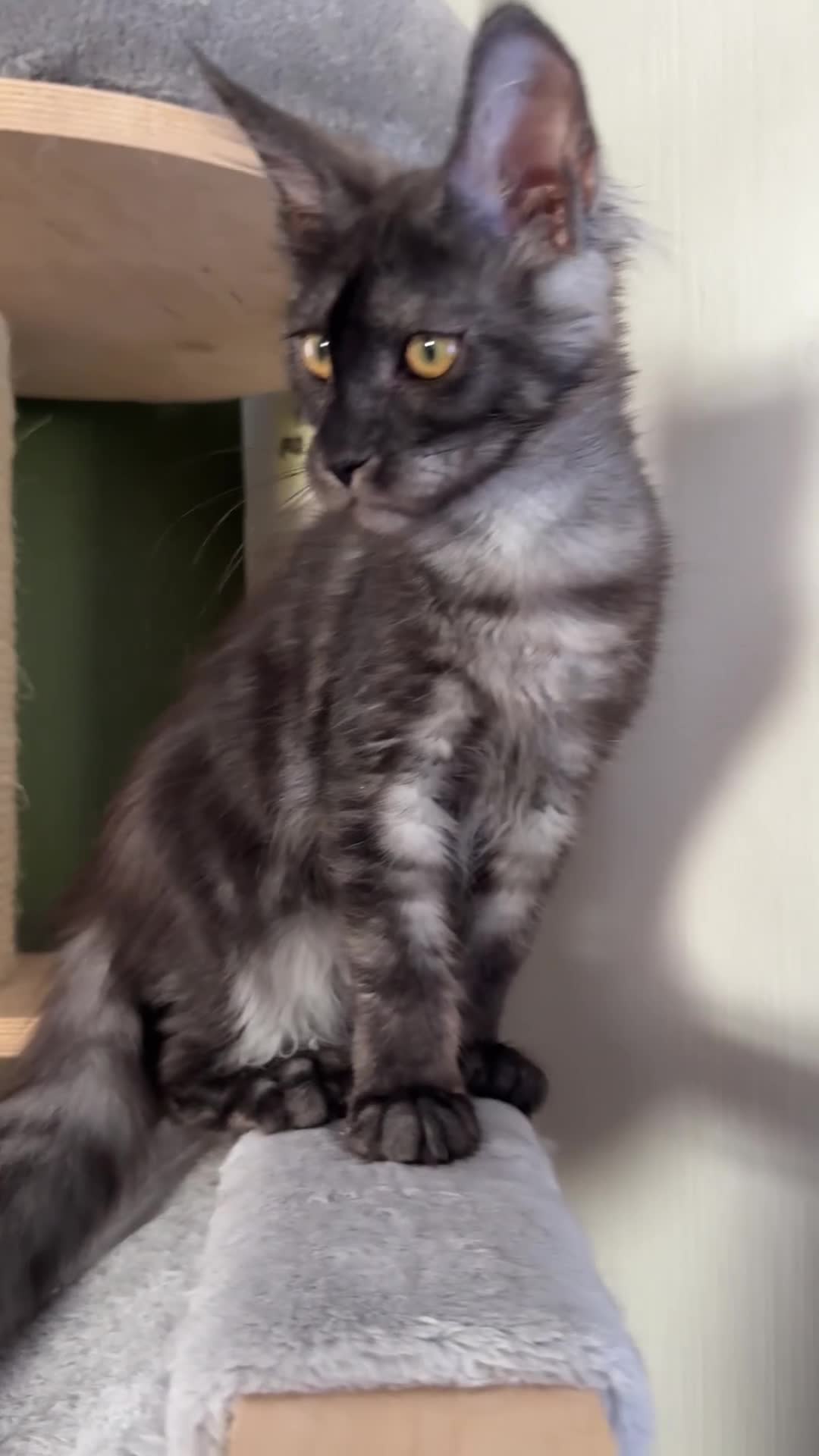 Maine Coon cats for sale: Polydactyl and non-polydactyl kittens  - Video 3
