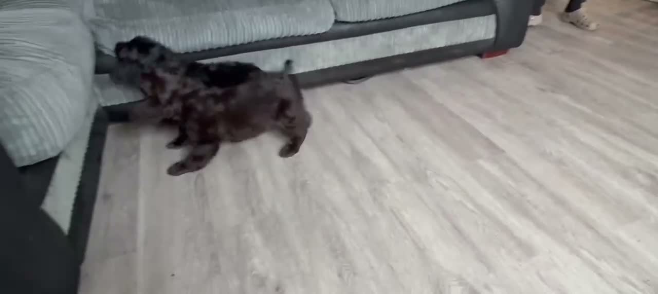 Mixed Breed dogs for sale: Cocker mix pups - Video 2