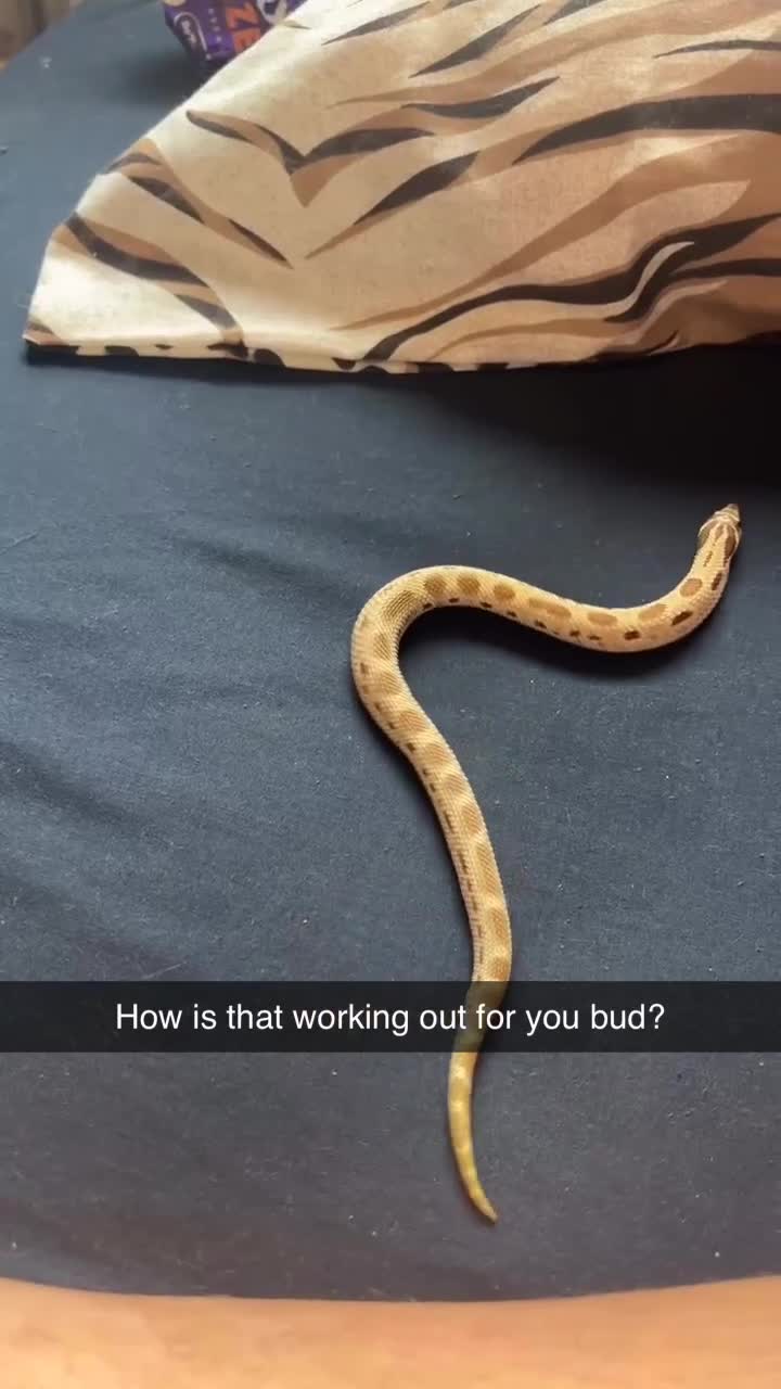 Snake reptiles for sale: Hognose snake for sale - Video 2