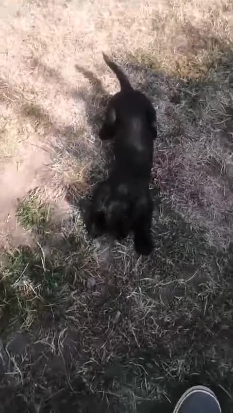 Cocker Spaniel dogs for sale: READY NOW BLACK BITCHKC Registered Cocker Spaniel  - Video 1