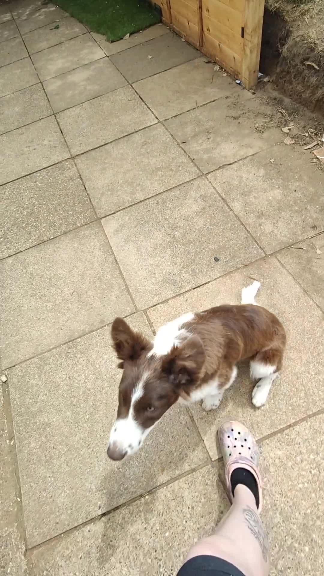 Border Collie dogs for sale: Freya  in Northampton - Video 3