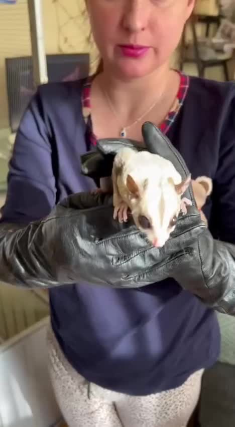 Sugar Glider rodents for sale: ✨ EXCEPTIONAL SUGAR GLIDER CLAN  - Video 3