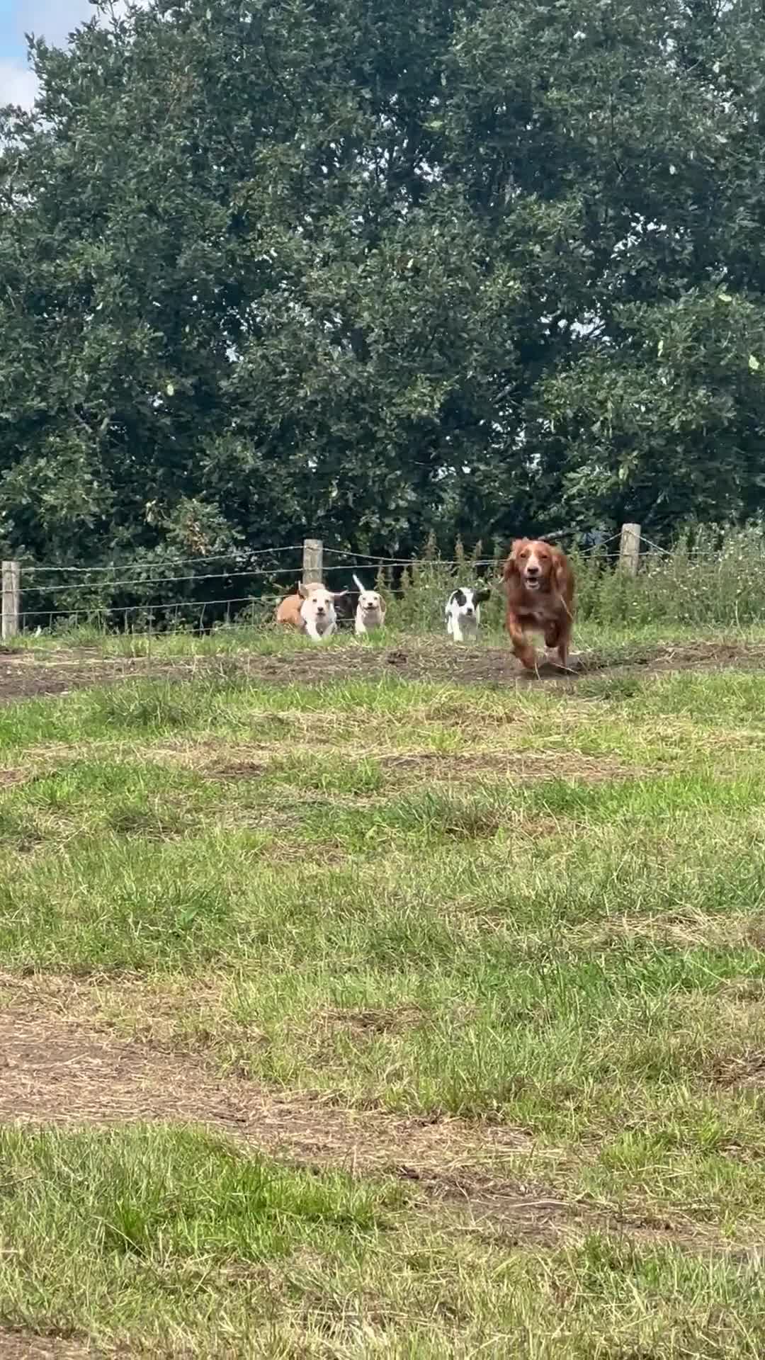 Bocker dogs for sale: Cocker Spaniel X Beagle - Video 2