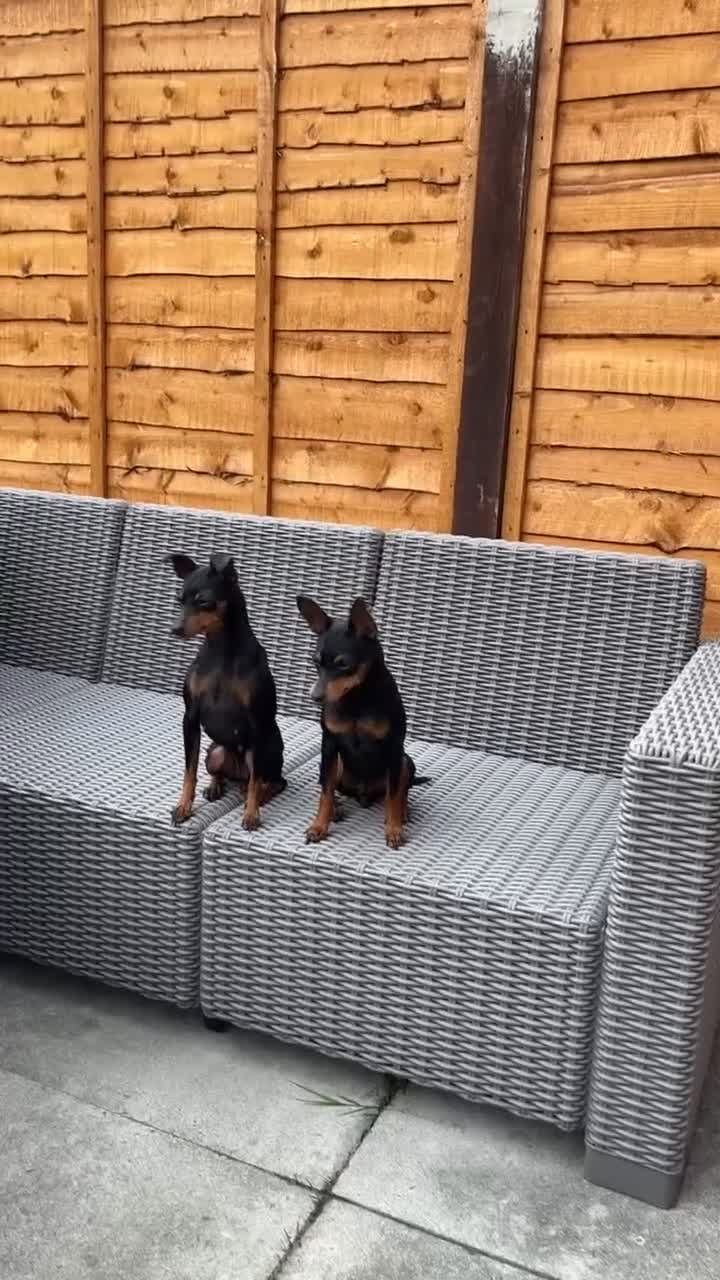 Miniature Pinscher dogs for sale: 2 Beautiful Miniature Pinscher’s - Video 1