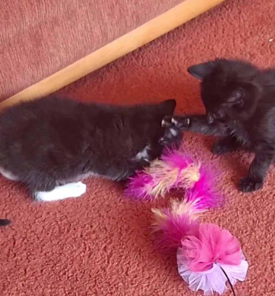 British Shorthair cats for sale: Beautiful baby kittens.  in Larbert - Video 2
