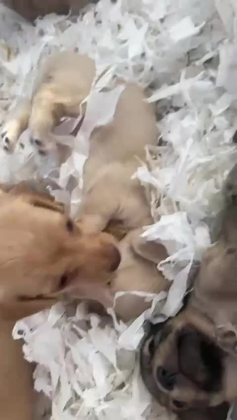 Miniature Dachshund dogs for sale: Miniature dachshund  - Video 2