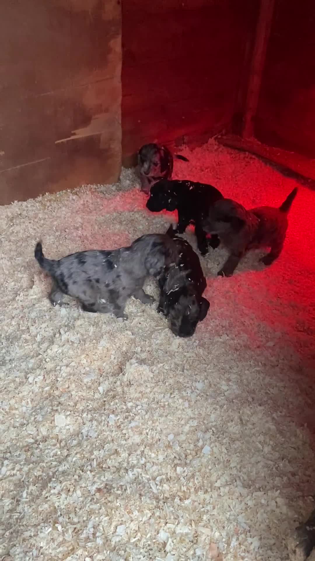 Cockapoo dogs for sale: Beautiful Blue Merle babies  - Video 1