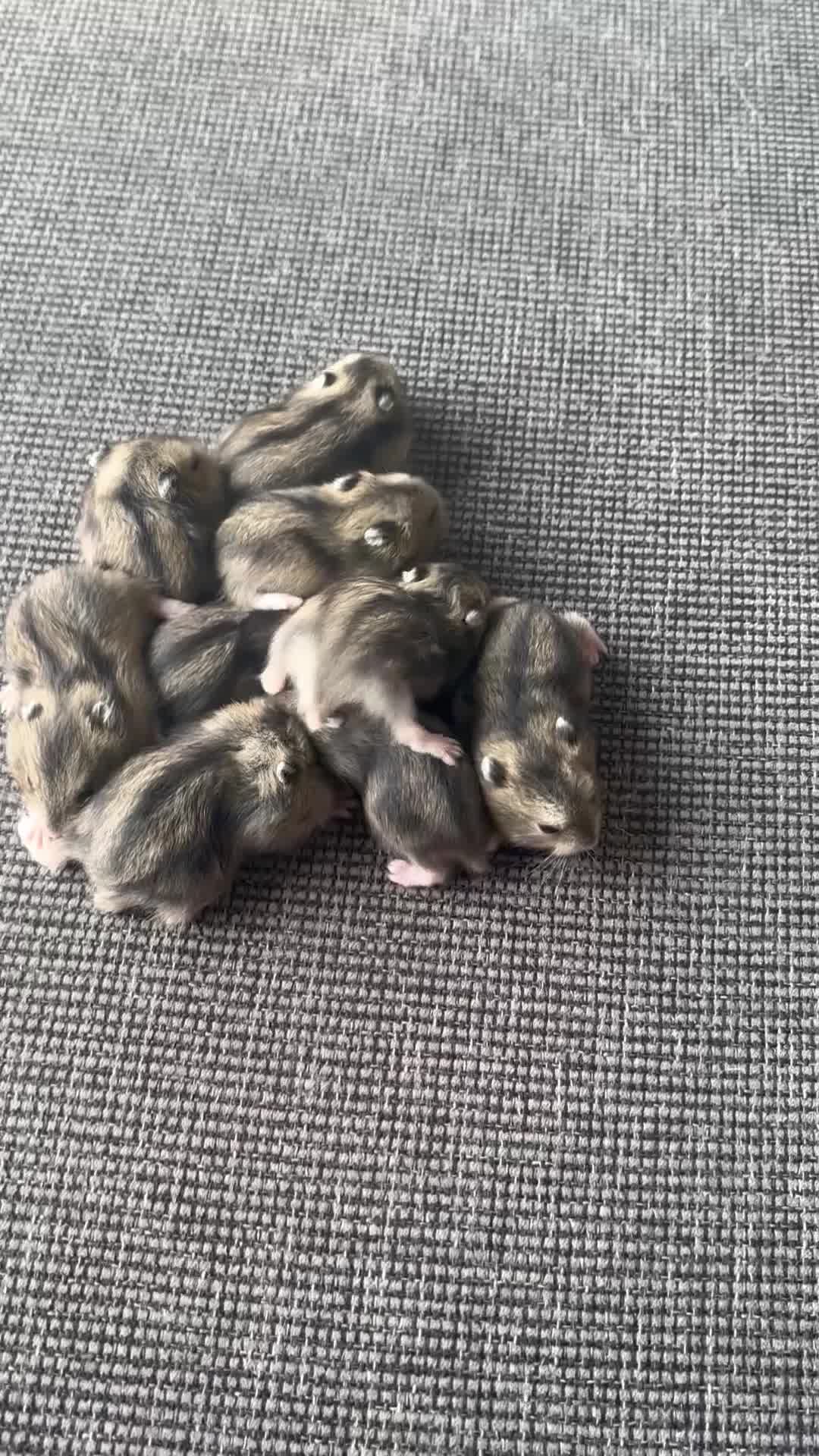 Hamster rodents for sale: Russian dwarf hamsters in Nottingham - Video 2