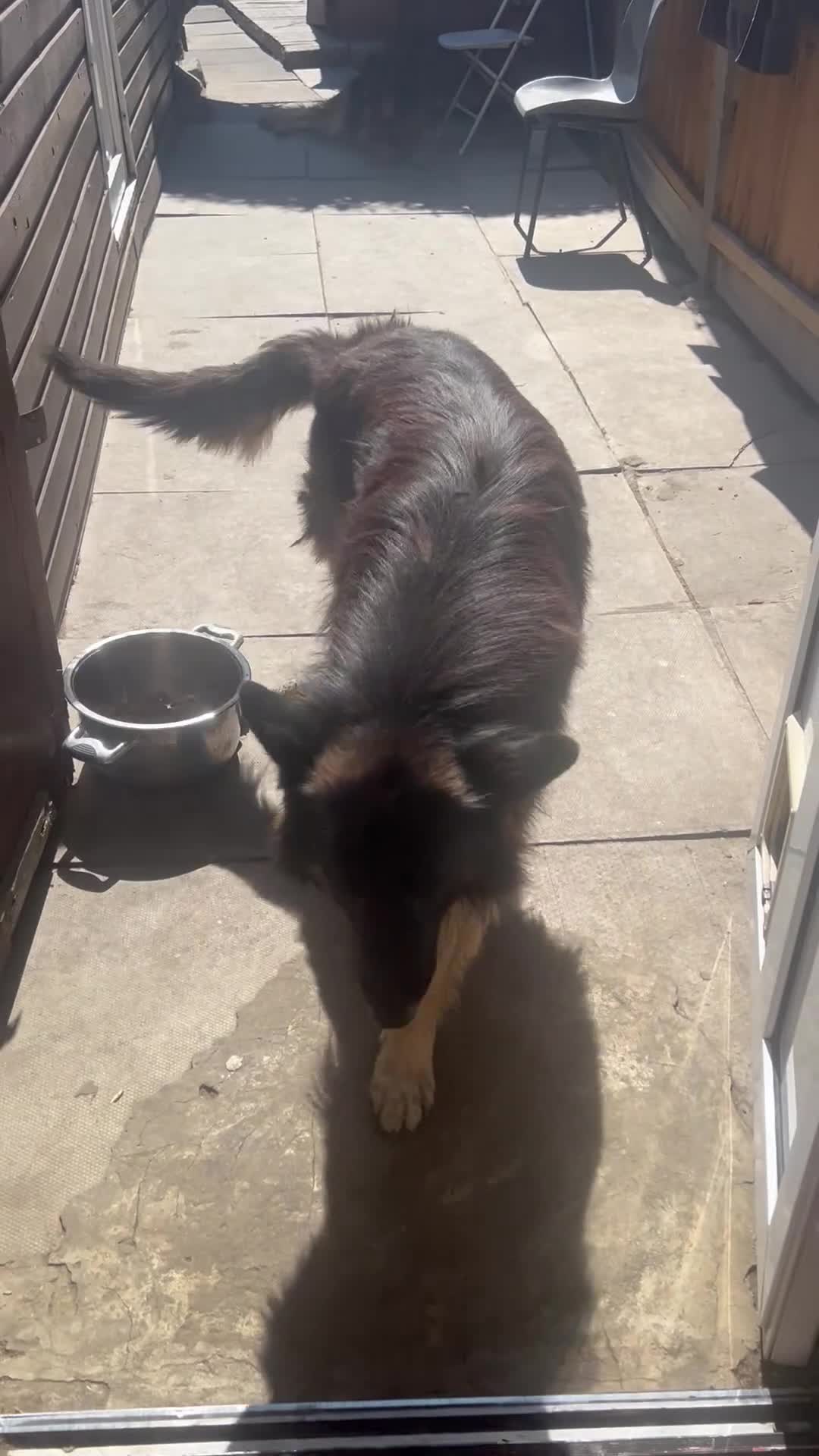German Shepherd dogs for sale: 5 puppies Geman shepherd long hair - Video 1