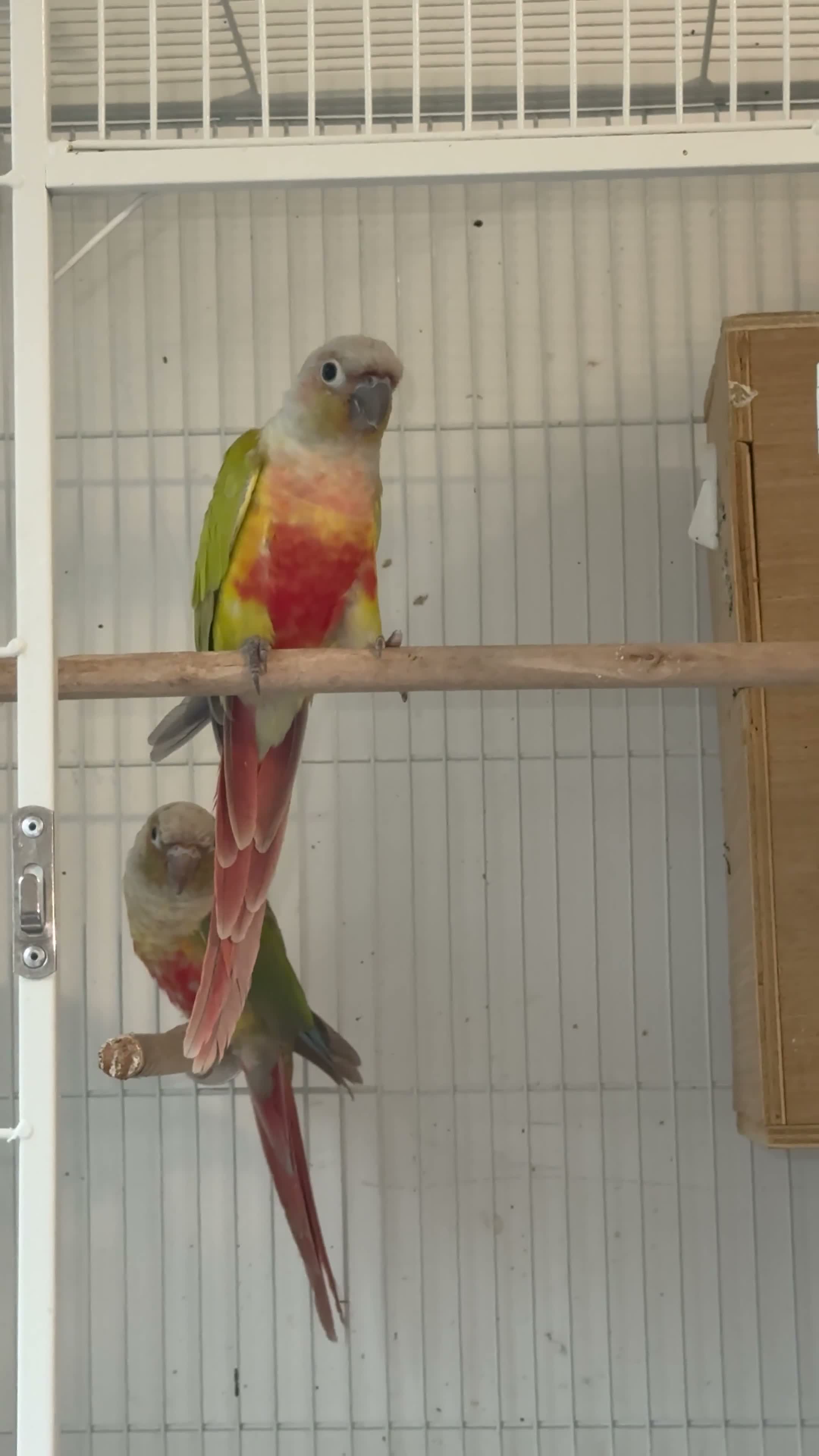Mixed Breed birds for sale: Birds - conures and canaries  - Video 3
