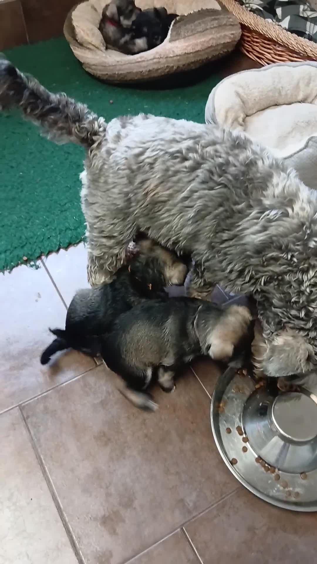 Miniature Schnauzer dogs for sale: Beautiful miniature shnauzers  - Video 3