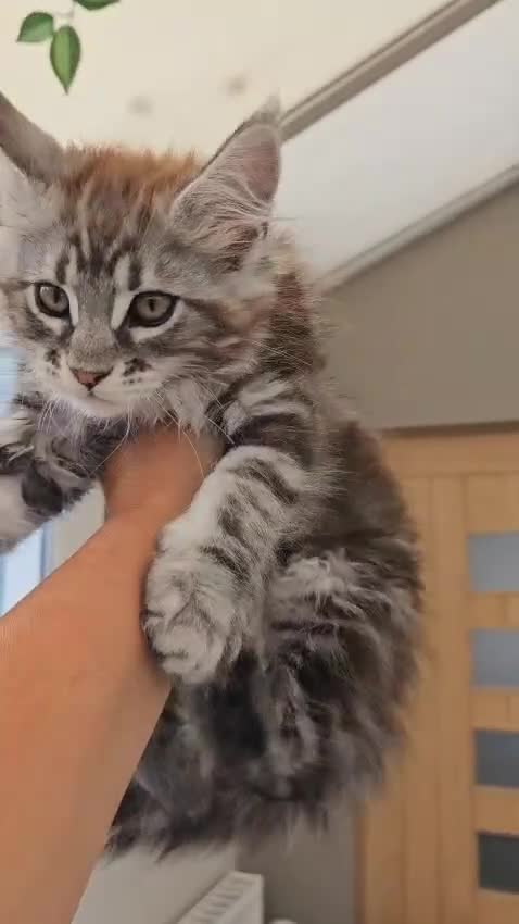 Maine Coon cats for sale: READY TO LEAVE  in Brighouse - Video 1