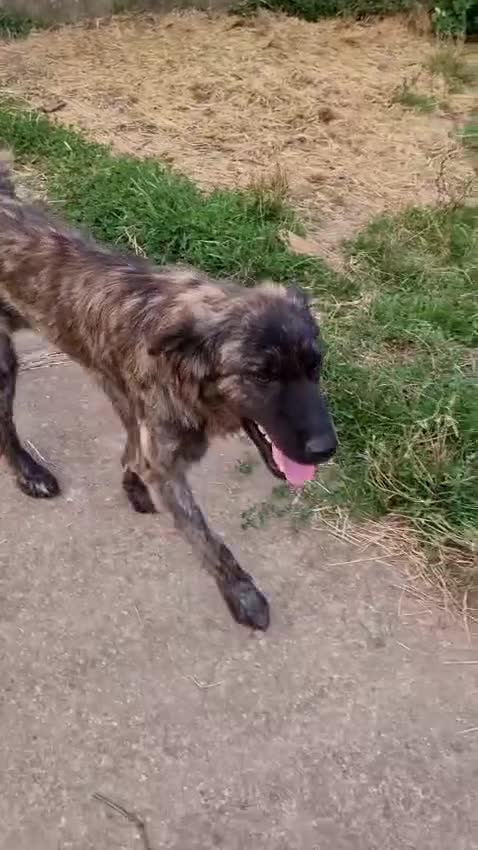 Mixed Breed dogs for adoption: 🆘‼️AT RISK OF BEING EUTHANISED! - Video 2