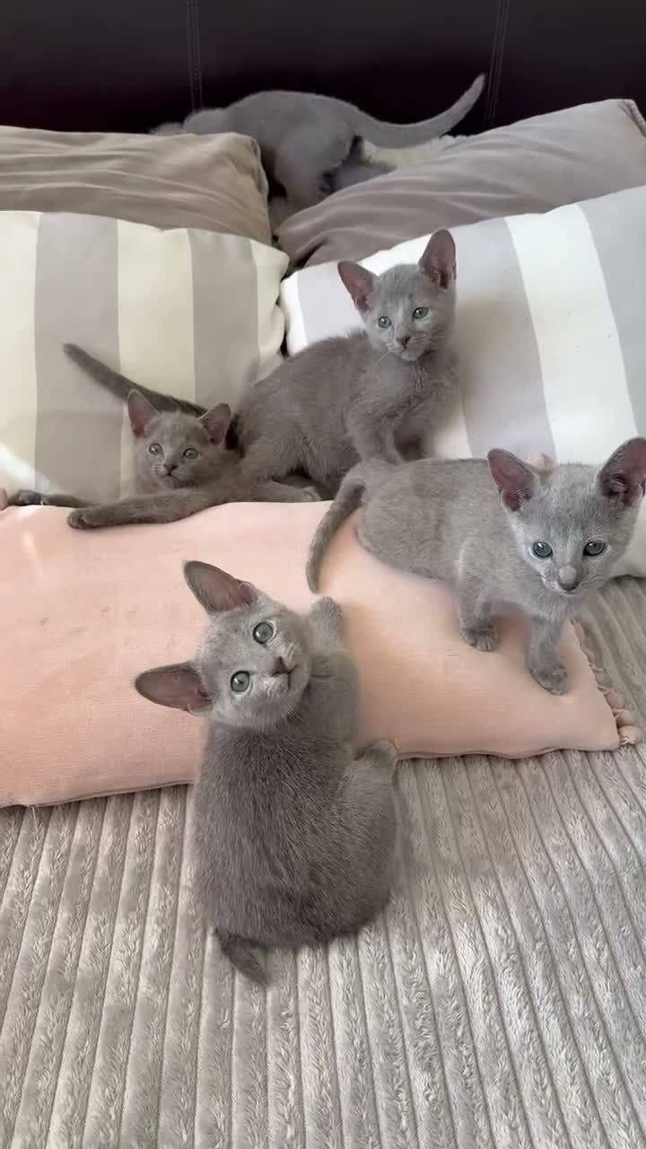 Russian Blue cats for sale: TICA Registered Russian Blue Kittens - Video 1